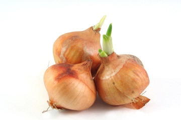 onions