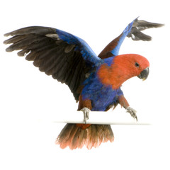 grand éclectus - eclectus roratus
