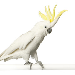 cacatoès à huppe jaune