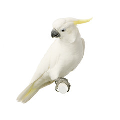 cacatoès à huppe jaune