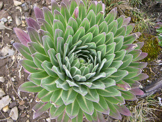 african tropical green plant. tanzania