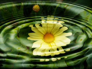 wasserflora - blumen - wasserspiegelung