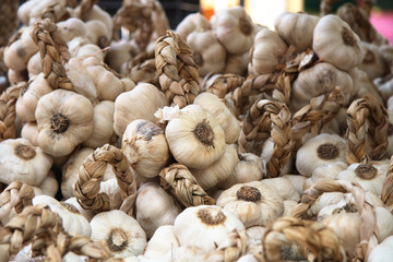 fresh garlic in bunches