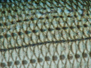 fish scales © FLYFISHERMAN