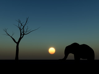 elephant sunrise 19