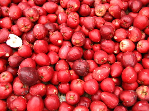 jambo fr&uuml;chte, (Syzygium jambos) Myrtaceae Familie. Amazonas, Brasilien