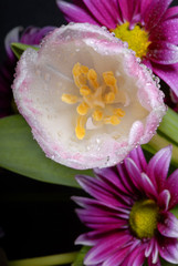 Obraz na płótnie Canvas tulipanów i fioletowe kwiaty
