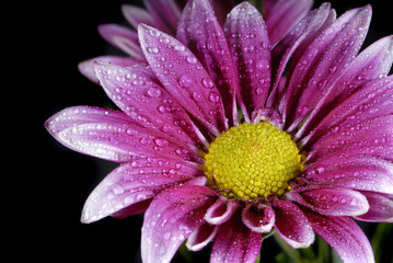 Obraz na płótnie Canvas fioletowy kwiat