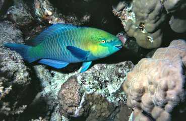 papageifisch