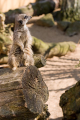 Fototapeta premium meerkat looking right