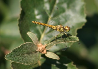 libelle