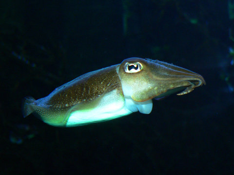 Tintenfisch Images Browse 3 714 Stock Photos Vectors And Video Adobe Stock