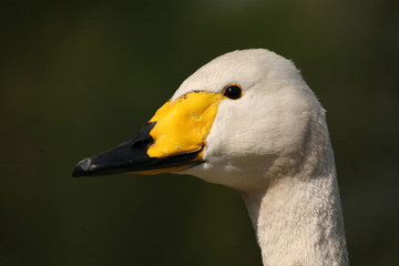 Obraz premium singschwan