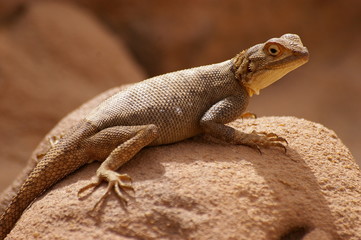 lézard sur un rocher (agama)