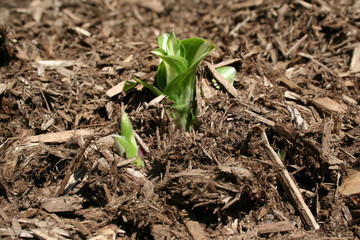 sprouting plant