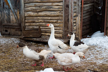 birds on farm