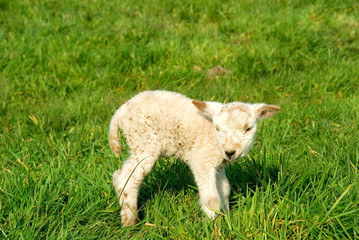 Obraz premium spring, new born lambs