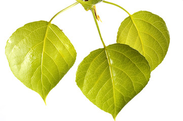 first three young leaves