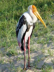 bird in yalle wildpark