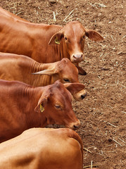 cattle in yards - 2843716