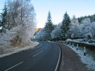 dew covering tree's in scottish highlands
