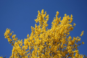 yellow blossom on a tree in spring