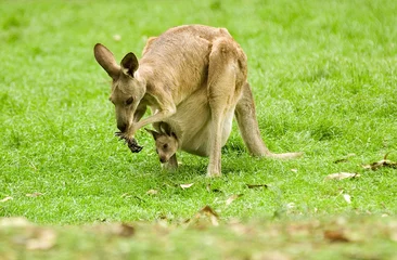 Abwaschbare Fototapete Känguru Känguru und Joey