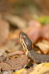 cotton mouth snake and fall colors