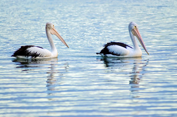 pelicans swimming