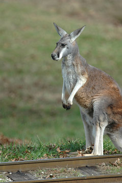 Kangaroo