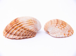 sea-shells