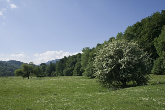blooming tree in springtime i