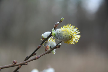 blossoming pussy-willow