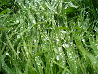 rain drops