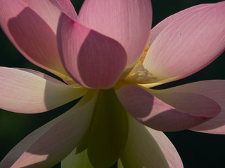 lotus flower detail