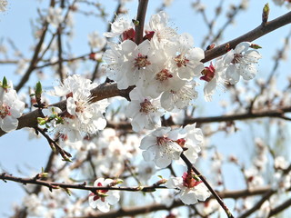 spring blossom of apricote tree white flowers