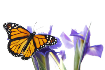 mariposa y flor