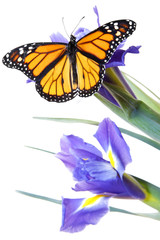 mariposa y flor