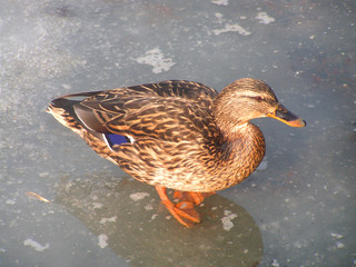 wild duck