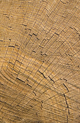 Fototapeta premium wooden trunk