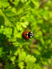 ladybug