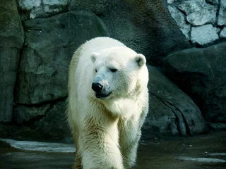Store enrouleur sans perçage Ours polaire polar bear