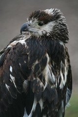 schreiseeadler