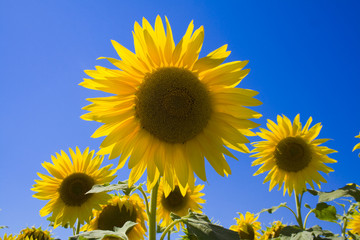 three sunflowers