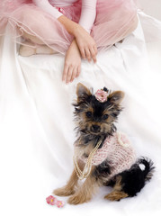 little terrier with ballerina