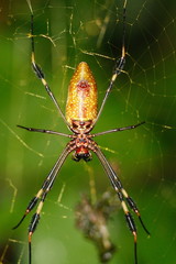 araignee nephile costa rica