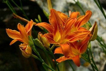 beautiful lilies