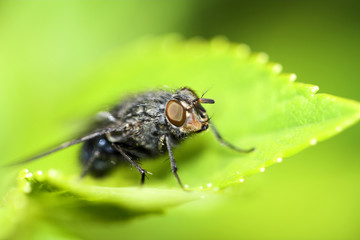 Fototapeta premium fly on a leaf