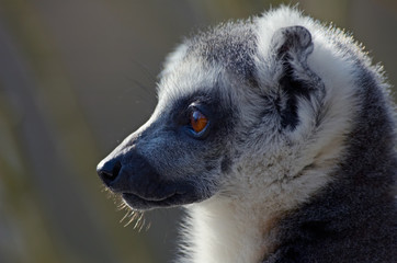 Obraz premium portrait of a ring-tailed lemur