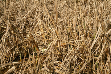 dry bamboo